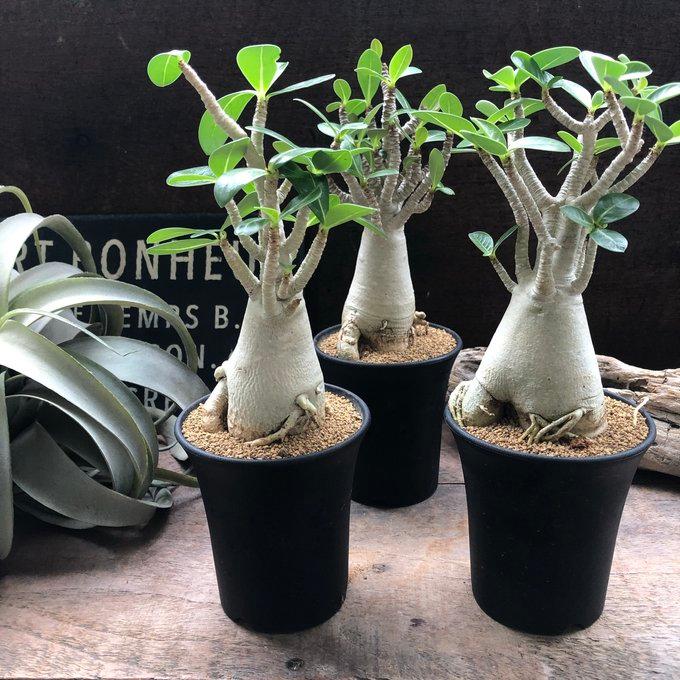 アラビカム 3.5号 塊根植物 アデニウム 多肉植物 インテリア : パリ