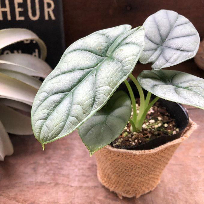 シルバードラゴン アロカシア ガーデニング 観葉植物 : パリジェンヌ