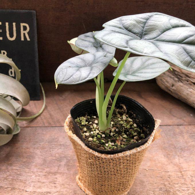 シルバードラゴン アロカシア ガーデニング 観葉植物 : パリジェンヌ