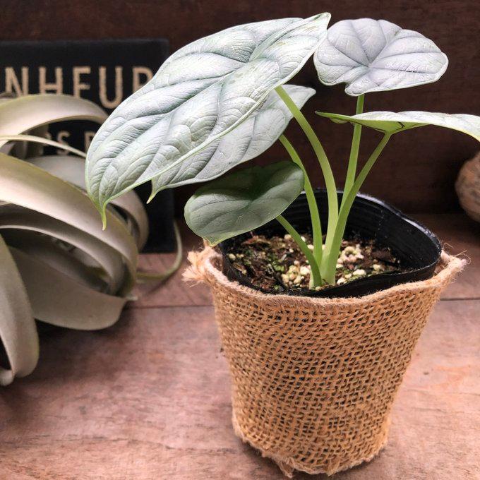 シルバードラゴン アロカシア ガーデニング 観葉植物 : パリジェンヌ