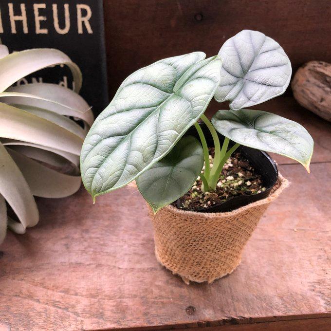 シルバードラゴン アロカシア ガーデニング 観葉植物 : パリジェンヌ