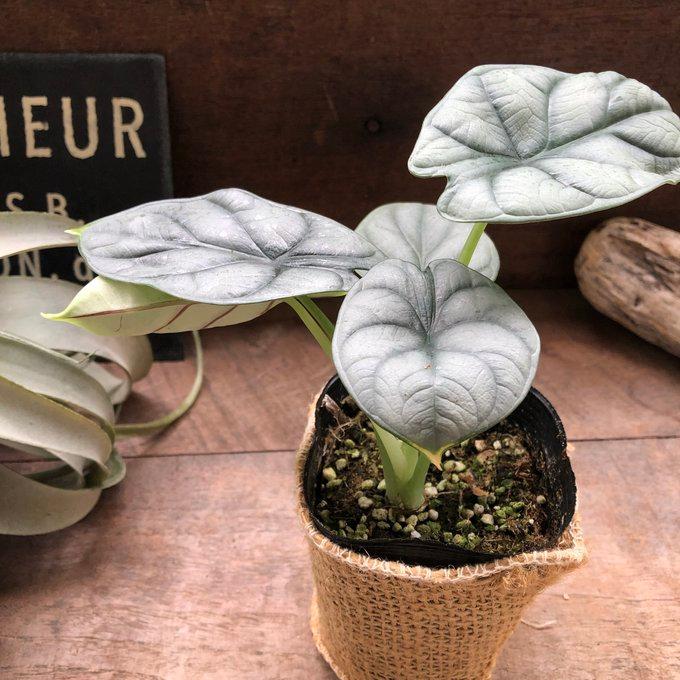 シルバードラゴン アロカシア ガーデニング 観葉植物 : パリジェンヌ