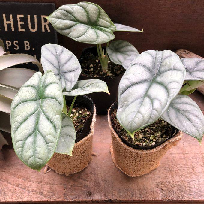 シルバードラゴン アロカシア ガーデニング 観葉植物 : パリジェンヌ