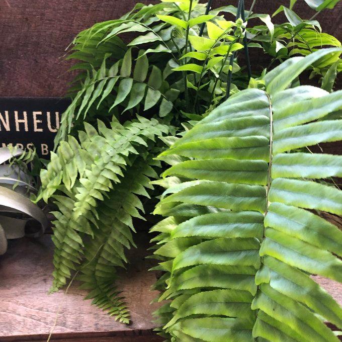 マッチョ ネフロレピス シダ 吊り下げMaccho Fern / Nephrolepis exaltata‘Teddy Junior k