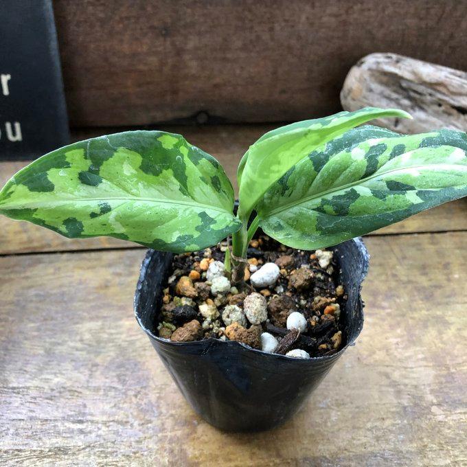 アグラオネマ ピクタム トリカラー 迷彩柄 観葉植物 Amazon