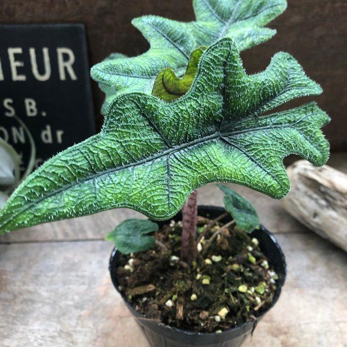 ジャックリン アロカシア ジャクリン 観葉植物 希少 珍しい インテリア