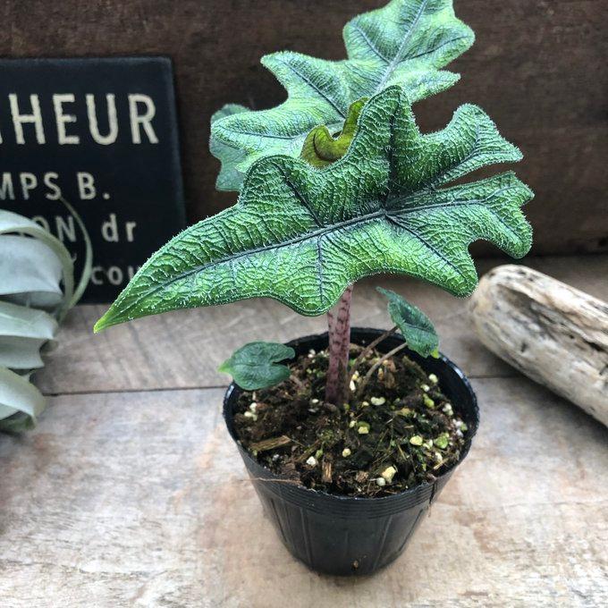ジャックリン アロカシア ジャクリン 観葉植物 希少 珍しい インテリア