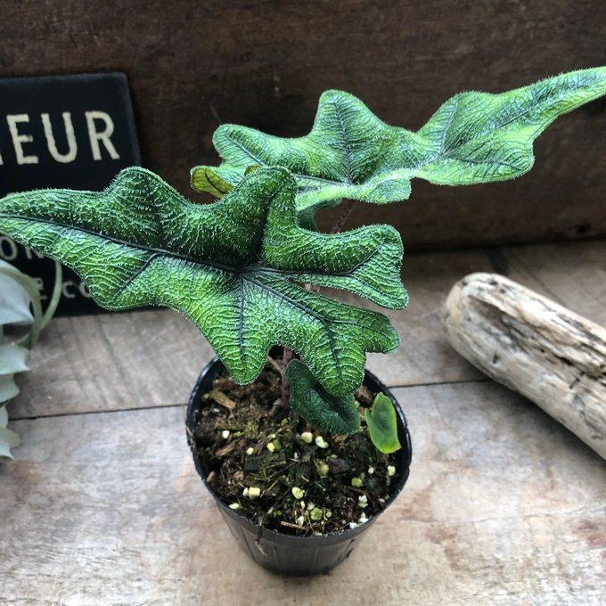 ジャックリン アロカシア ジャクリン 観葉植物 希少 珍しい インテリア
