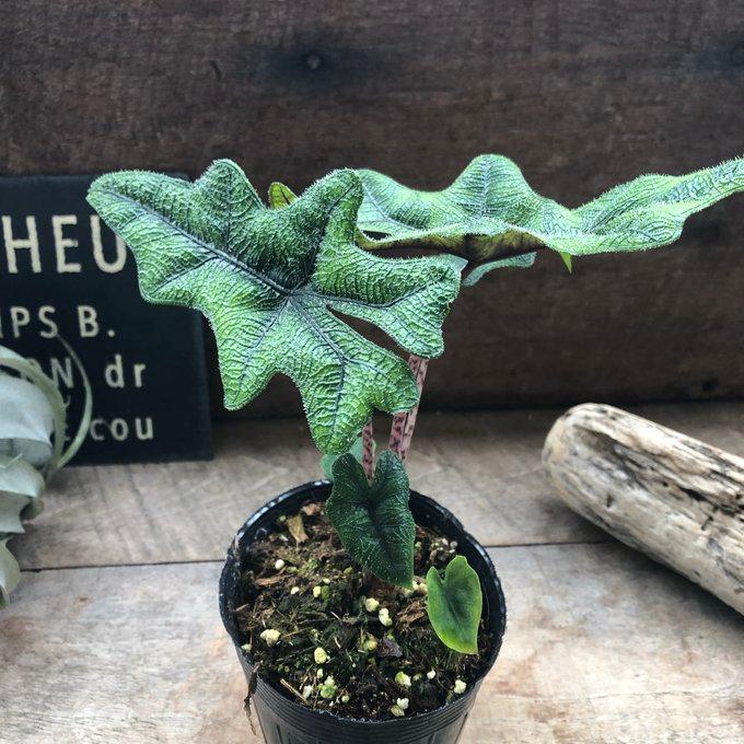ジャックリン アロカシア ジャクリン 観葉植物 希少 珍しい インテリア