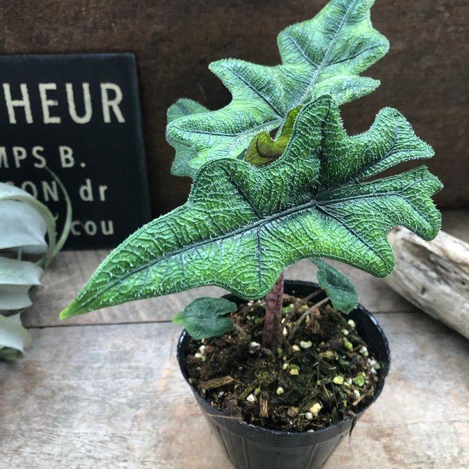 ジャックリン アロカシア ジャクリン 観葉植物 希少 珍しい インテリア
