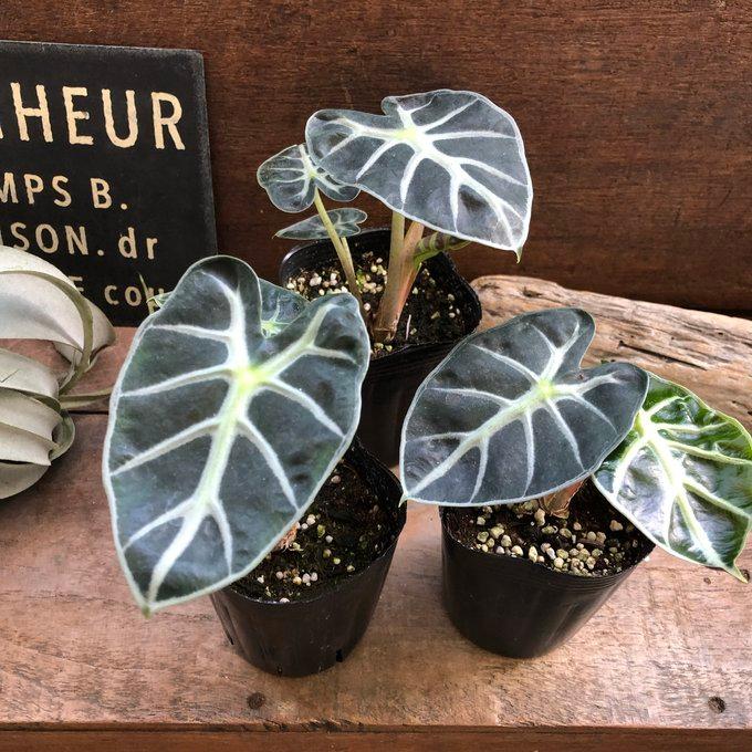 アロカシア ベイビー 小型種 観葉植物 葉脈 : パリジェンヌ - 通販