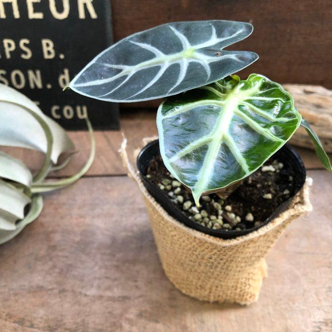 アロカシア Gem Aurora ベビー苗（コームから育成） Alocasia] Propagation Methods & Answers to Frequently Asked