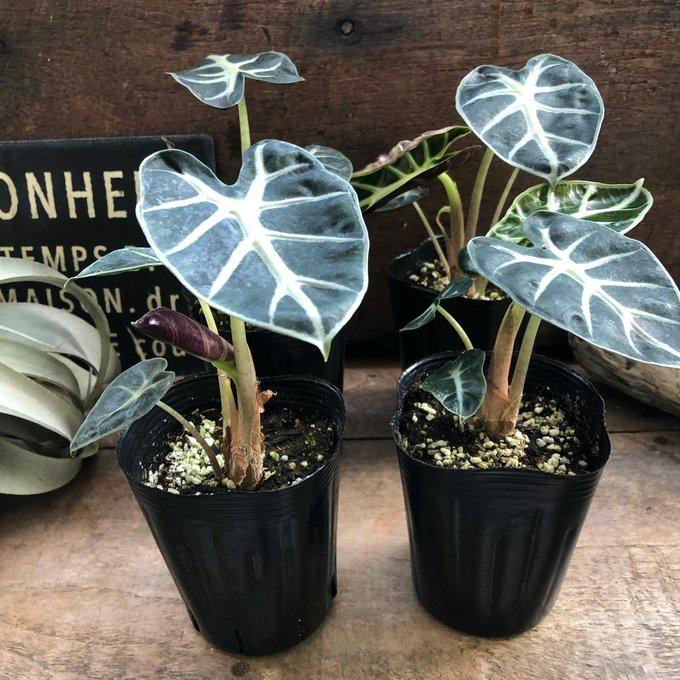 アロカシア ベイビー 小型種 観葉植物 葉脈 : パリジェンヌ - 通販
