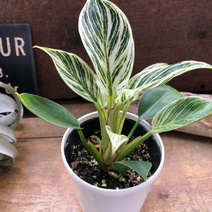バーキン 希少 フィロデンドロン 観葉植物 斑入り : パリジェンヌ