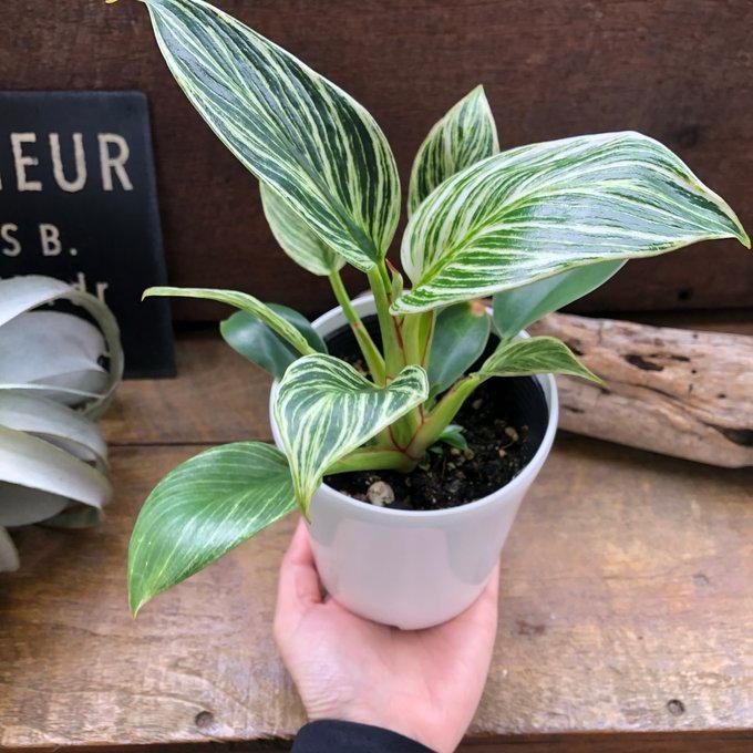 バーキン 希少 フィロデンドロン 観葉植物 斑入り : パリジェンヌ