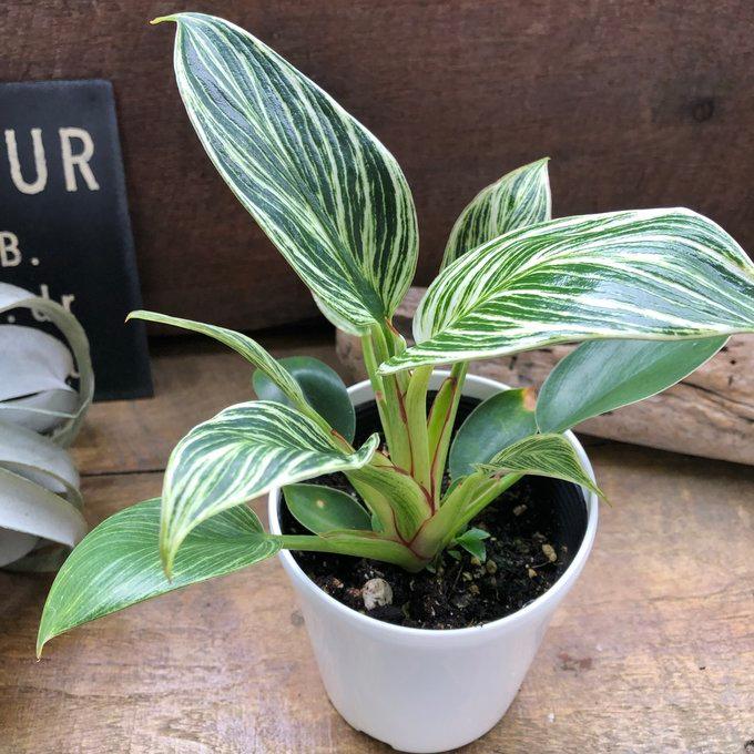 バーキン 希少 フィロデンドロン 観葉植物 斑入り : パリジェンヌ