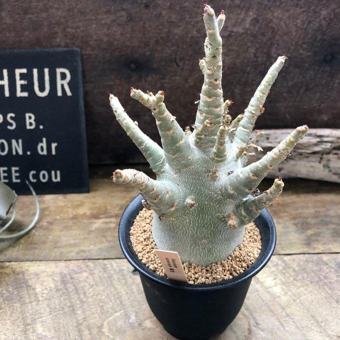アデニウム アラビカム 塊根植物 蛸足 観葉植物 : パリジェンヌ - 通販