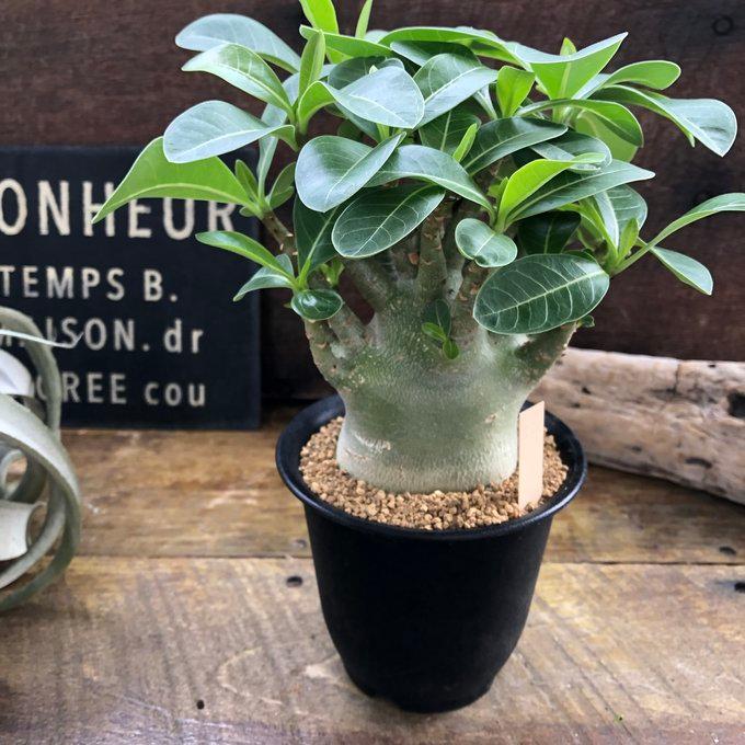 アデニウム アラビカム 塊根植物 蛸足 観葉植物 : パリジェンヌ - 通販