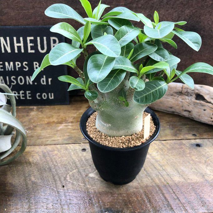 アデニウム アラビカム 塊根植物 蛸足 観葉植物 : パリジェンヌ - 通販