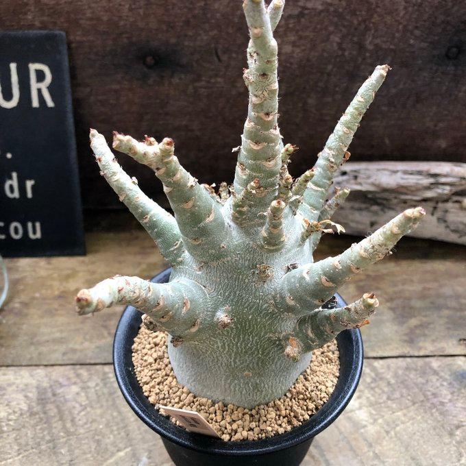 アデニウム アラビカム 塊根植物 蛸足 観葉植物 : パリジェンヌ - 通販