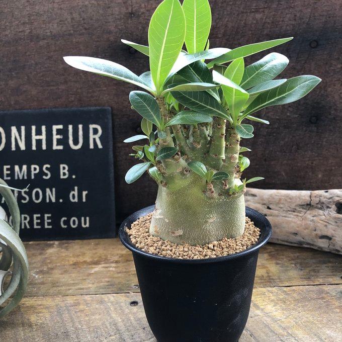 アデニウム アラビカム 塊根植物 蛸足 観葉植物 : パリジェンヌ - 通販
