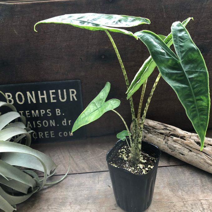 アロカシア ゼブリナ レティキュラータ ゼブラ柄 観葉植物 : パリ