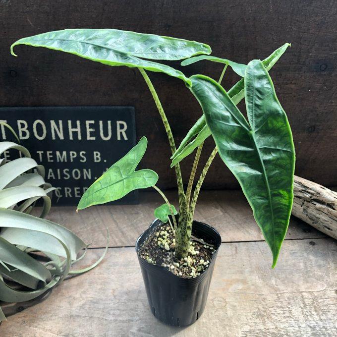 アロカシア ゼブリナ レティキュラータ ゼブラ柄 観葉植物