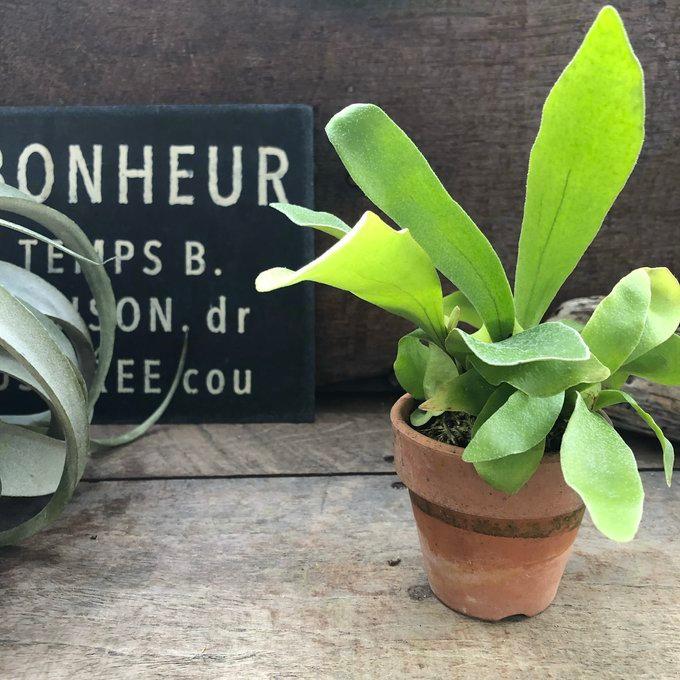 ビカクシダ　3種　① ビカクシダ 3株 観葉植物 B-1