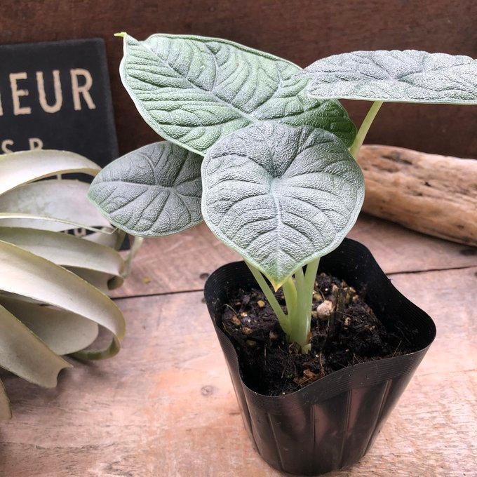 メロ アロカシア 希少 観葉植物 : パリジェンヌ - 通販 - Yahoo