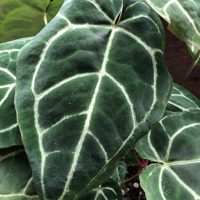 NMP様　特価激レア　アンスリウム　クリスタリナム　ミント　斑入り　バリエガータ アンスリウム クリスタリナム - papagreen's diary