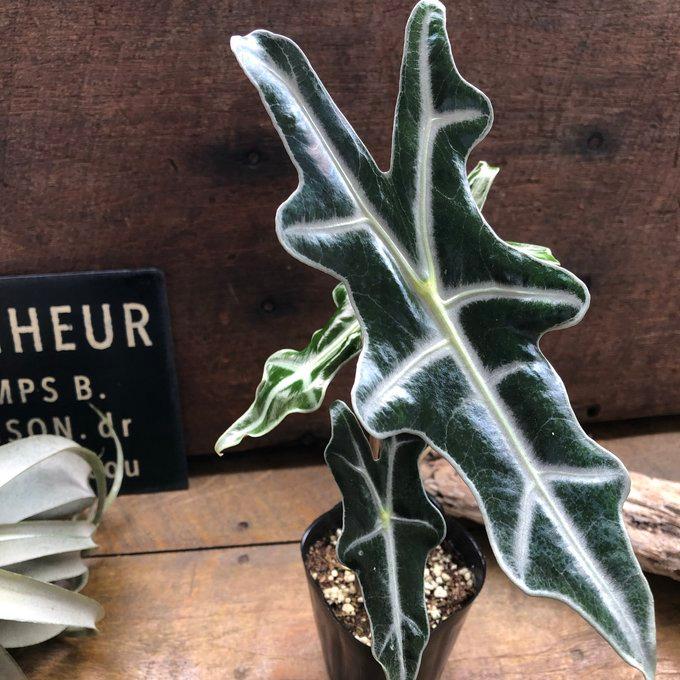 あんそら　ブリガミア インシグニ＋アロカシア サンデリアナ ノビリス あんそら様専用 ブリガミア インシグニ＋アロカシア