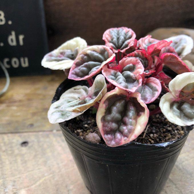 新品種 ペペロミア ストロベリークォーツ 超希少 観葉植物 : パリ
