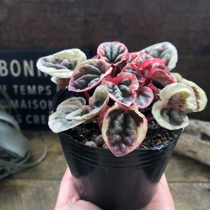 新品種 ペペロミア ストロベリークォーツ 超希少 観葉植物 : パリ