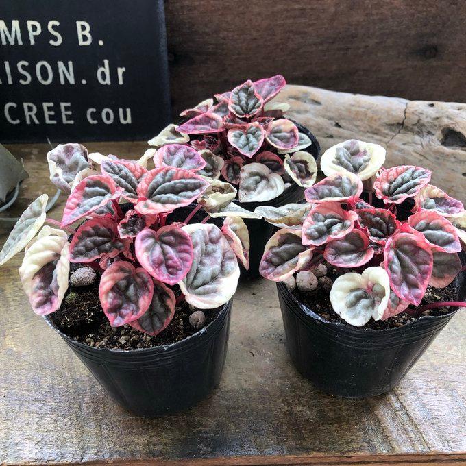 新品種 ペペロミア ストロベリークォーツ 超希少 観葉植物 : パリ