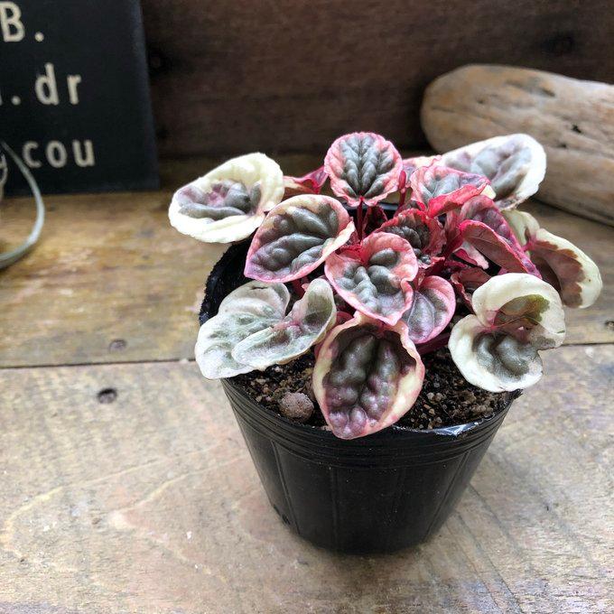新品種 ペペロミア ストロベリークォーツ 超希少 観葉植物 : パリ