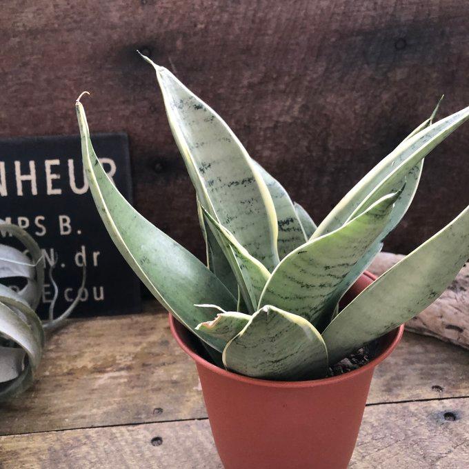 シルバーハニー サンスベリア 空気清浄 多肉植物 観葉植物 : パリ