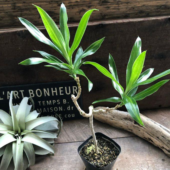 ドラセナ ソングオブジャマイカ おしゃれ 観葉植物 : パリジェンヌ