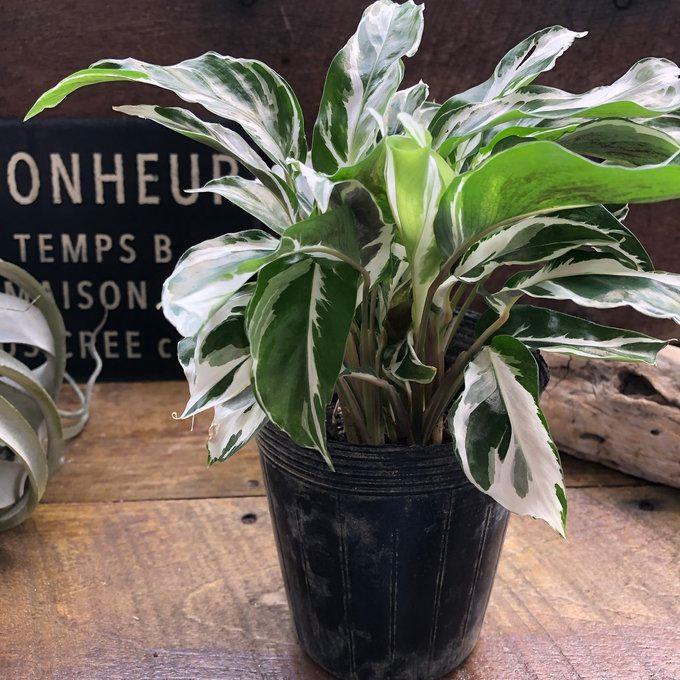 ホワイトフュージョン 希少 カラテア 斑入り 観葉植物 : パリジェンヌ