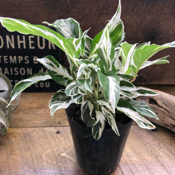 ホワイトフュージョン 希少 カラテア 斑入り 観葉植物 : パリジェンヌ
