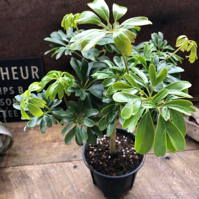 レナータ ホンコンカポック レア品種 観葉植物 シェフレラ : パリ