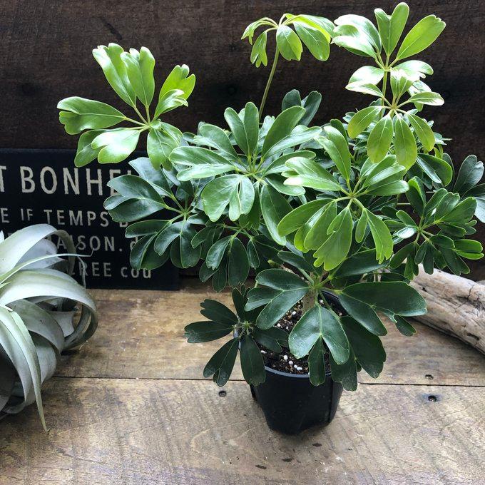 レナータ ホンコンカポック レア品種 観葉植物 シェフレラ : パリ