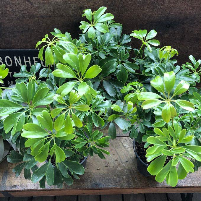 レナータ ホンコンカポック レア品種 観葉植物 シェフレラ : パリ