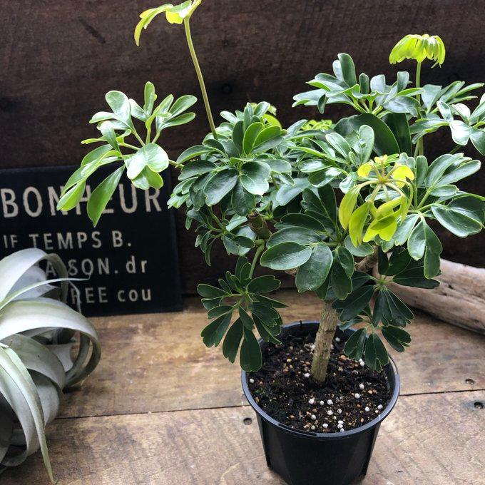 レナータ ホンコンカポック レア品種 観葉植物 シェフレラ : パリ