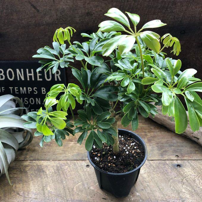 ☆ シェフレラ レナータ♪ 96cm ボリューム感◎ シェフレラ レナータIV61888| 観葉植物の通信販売 | APEGO(アペーゴ)