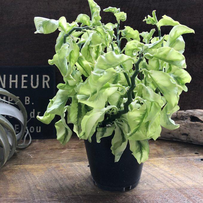 矮性の大銀竜 ペディランサス 超希少 多肉植物 観葉植物 商売繁盛