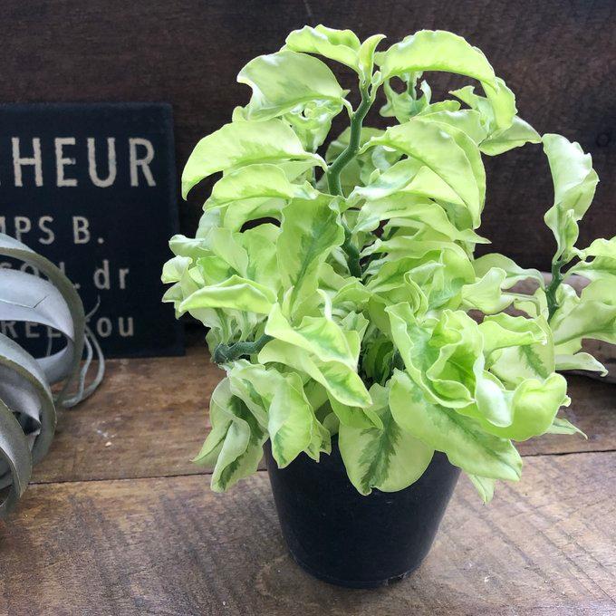 矮性の大銀竜 ペディランサス 超希少 多肉植物 観葉植物 商売繁盛
