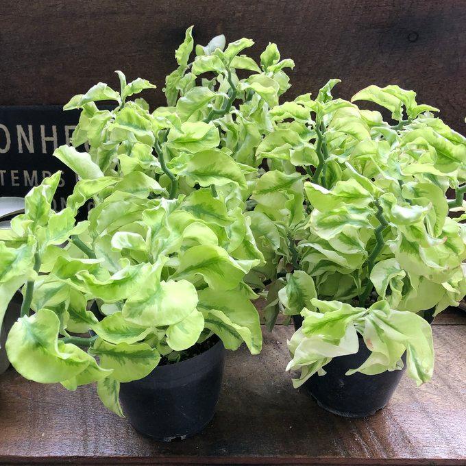 矮性の大銀竜 ペディランサス 超希少 多肉植物 観葉植物 商売繁盛