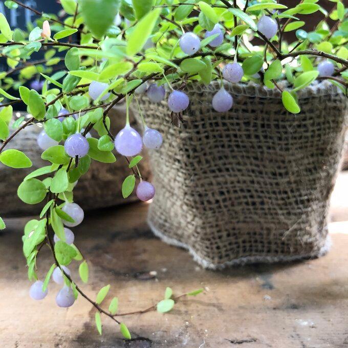 パワーストーン 真珠コケモモ 大人気 観葉植物 M 001 パリジェンヌ 通販 Yahoo ショッピング