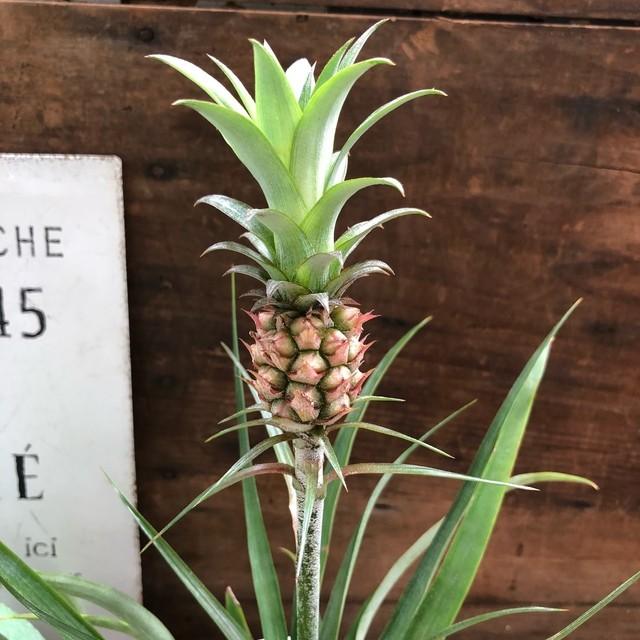 花パイン 収穫してください パイナップル M 006 パリジェンヌ 通販 Yahoo ショッピング