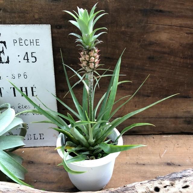 花パイン 収穫してください パイナップル M 006 パリジェンヌ 通販 Yahoo ショッピング